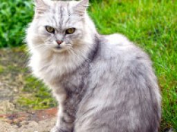 british_longhair_20211210_2091645557
